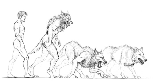 Man to Wolf Concept -  ILLUSTRATION ARTWORK Shadow Over Shandahar - Inlumined Arts LLC